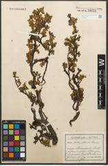 Foto von Salix retusa L.